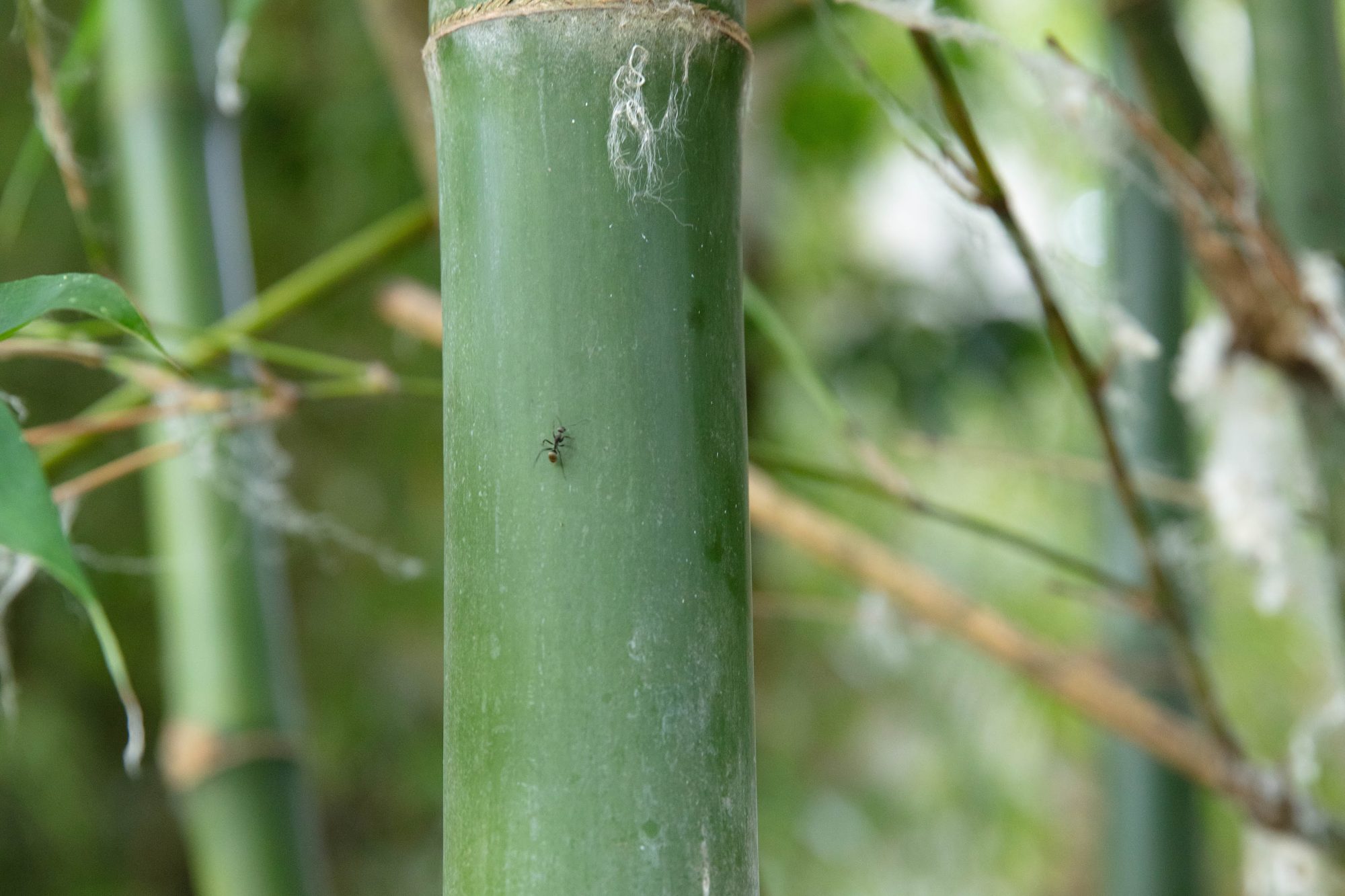 Ant-closeup-1-crop