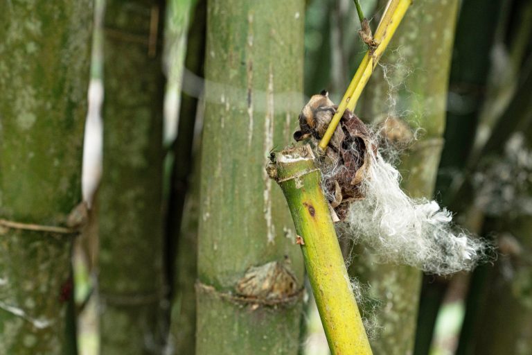 The many, many roles of ants - The Ants of Saiyuen