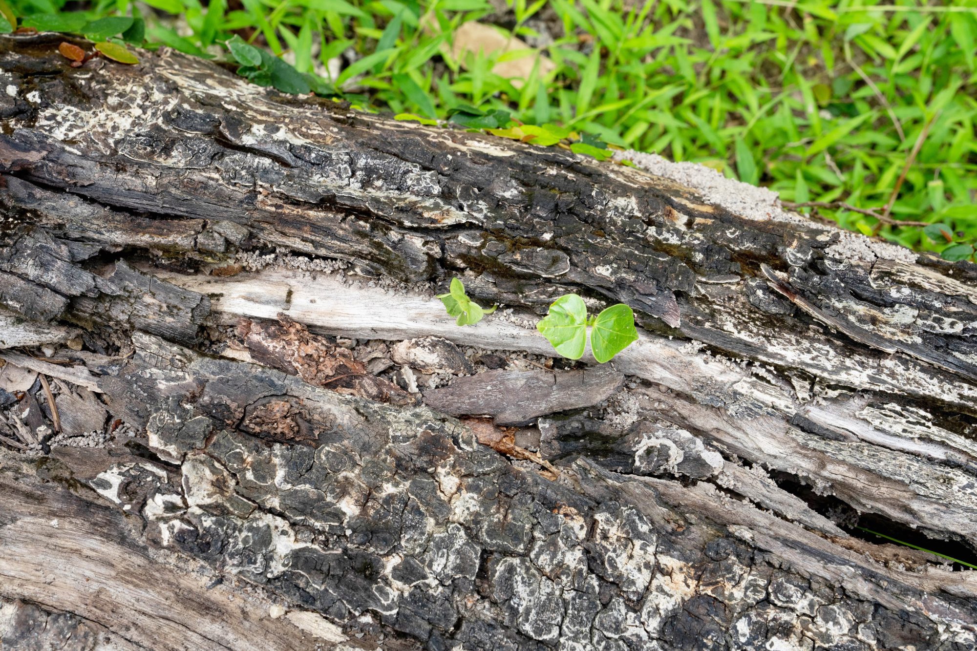 Ant closeup 6 charred wood