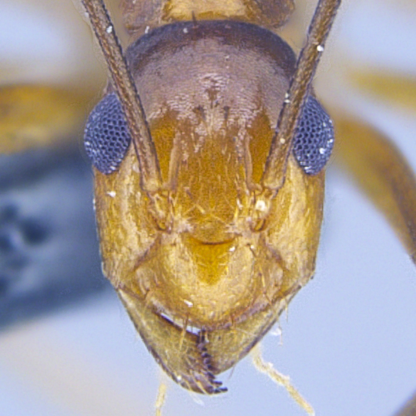 Full-face view 08 Anoplolepis gracilipes