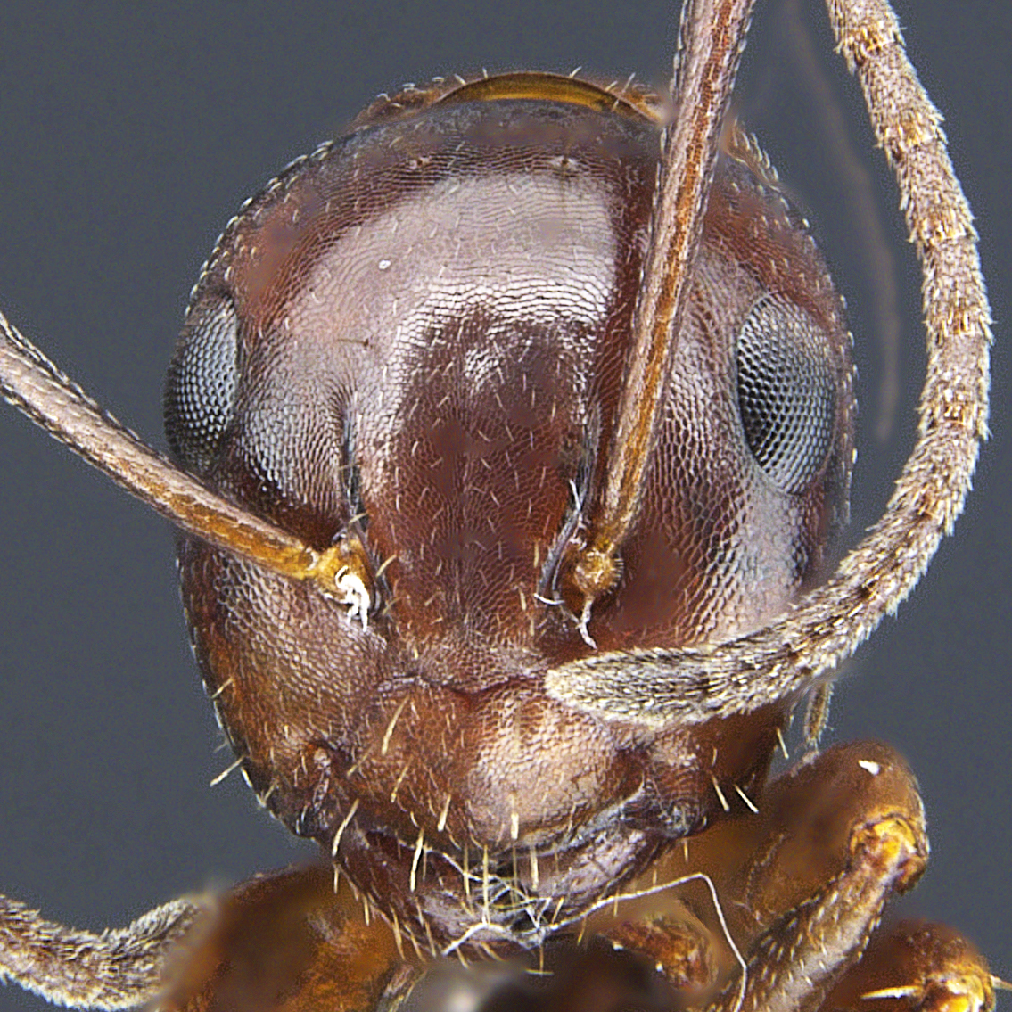 Full-face view 09 Camponotus lighti