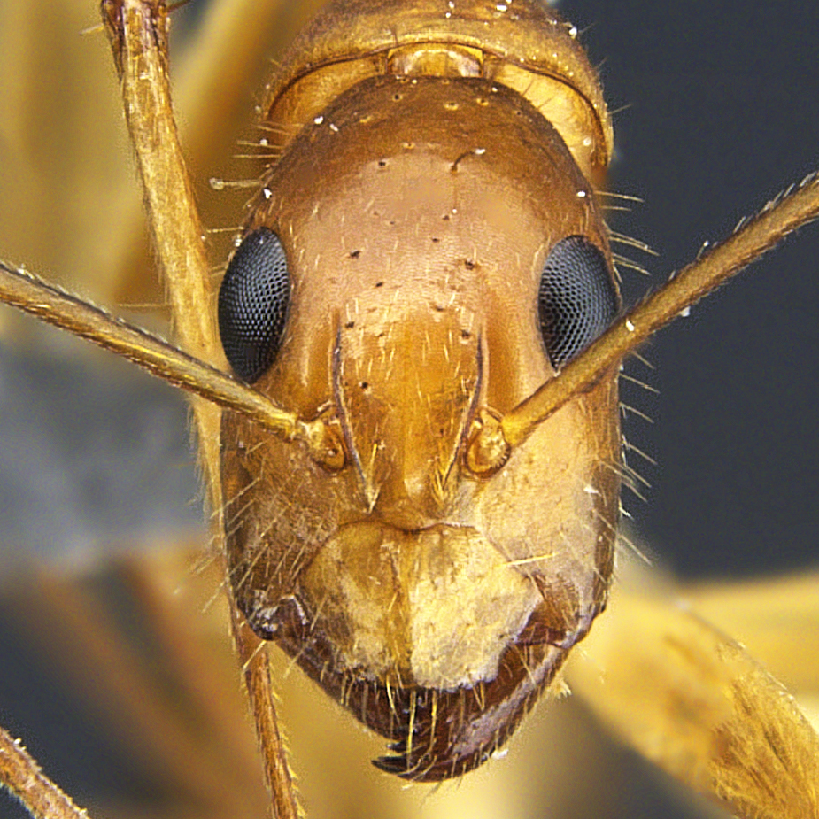 Full-face view 10 Camponotus mitis minor