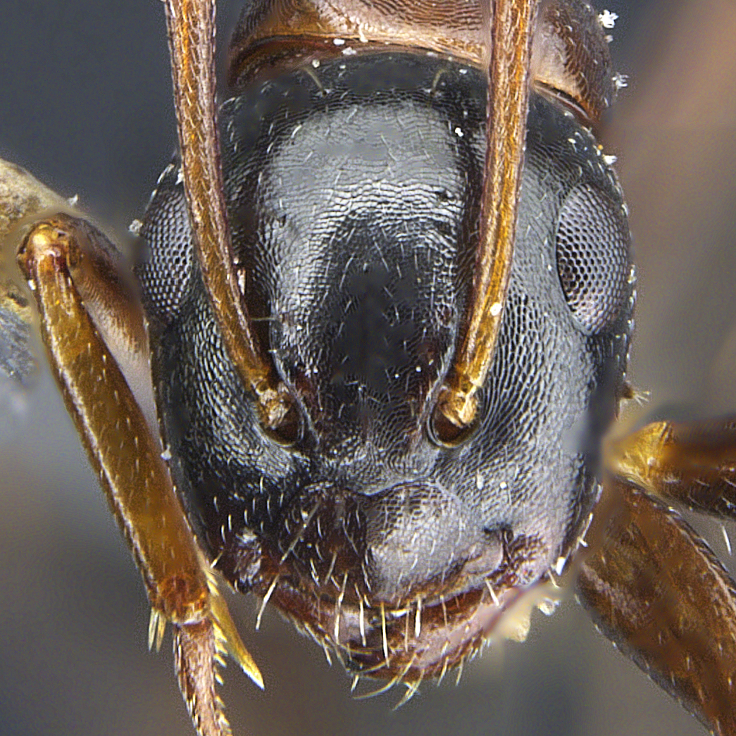Full-face view 11 Camponotus vitiosus