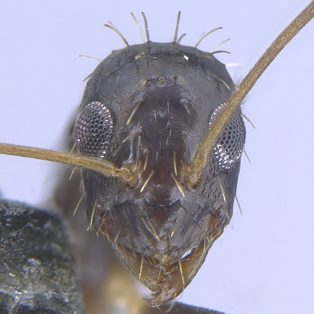 Full-face view 13 Paratrechina longicornis