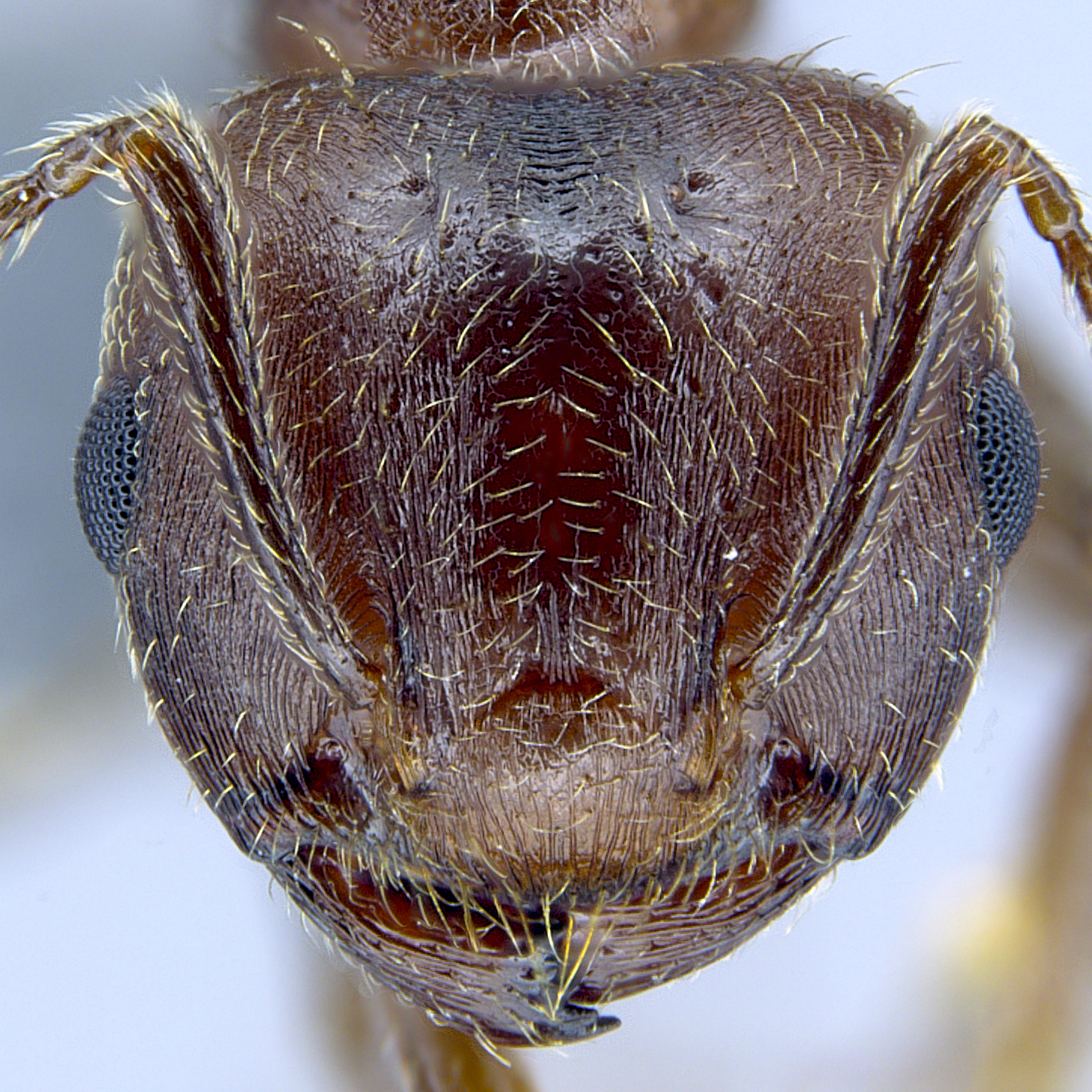 Full-face view 20 Crematogaster rogenhoferi