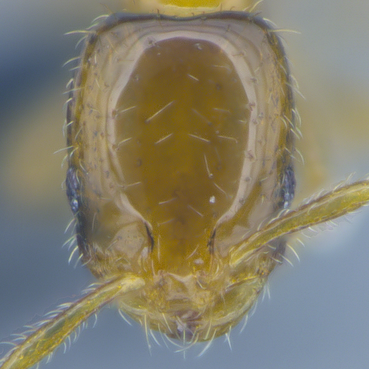 Full-face view 24 Monomorium sp psw-cn01