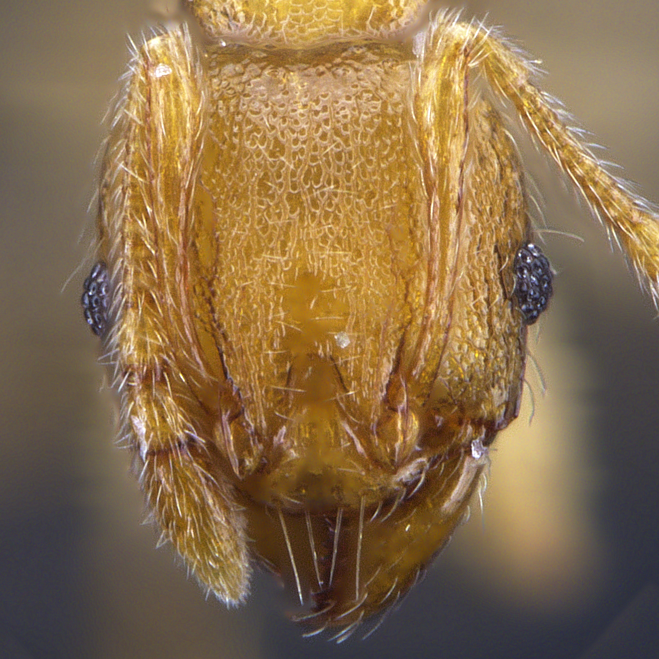 Full-face view 26 Pheidole zoceana minor