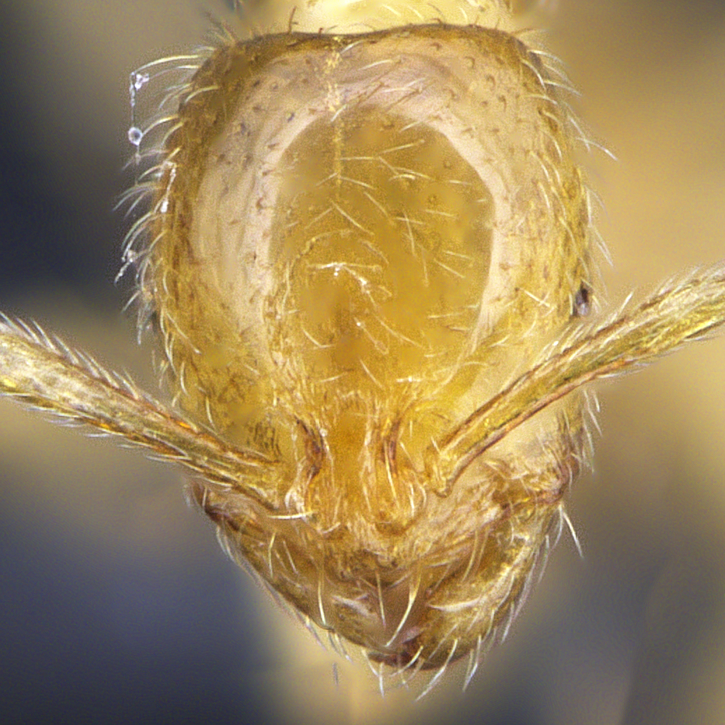 Full-face view 31 Syllophopsis sechellensis