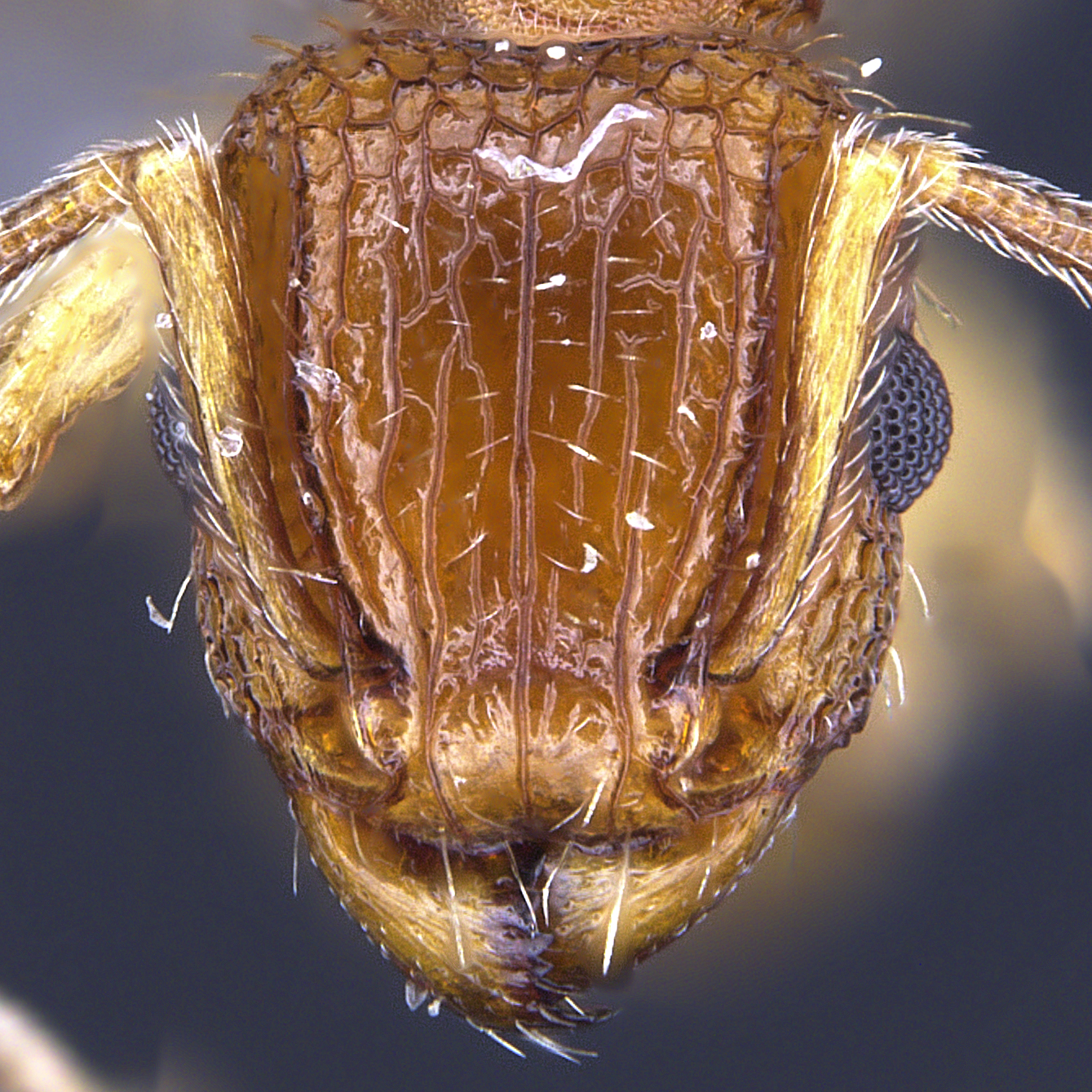 Full-face view 32 Tetramorium bicarinatum