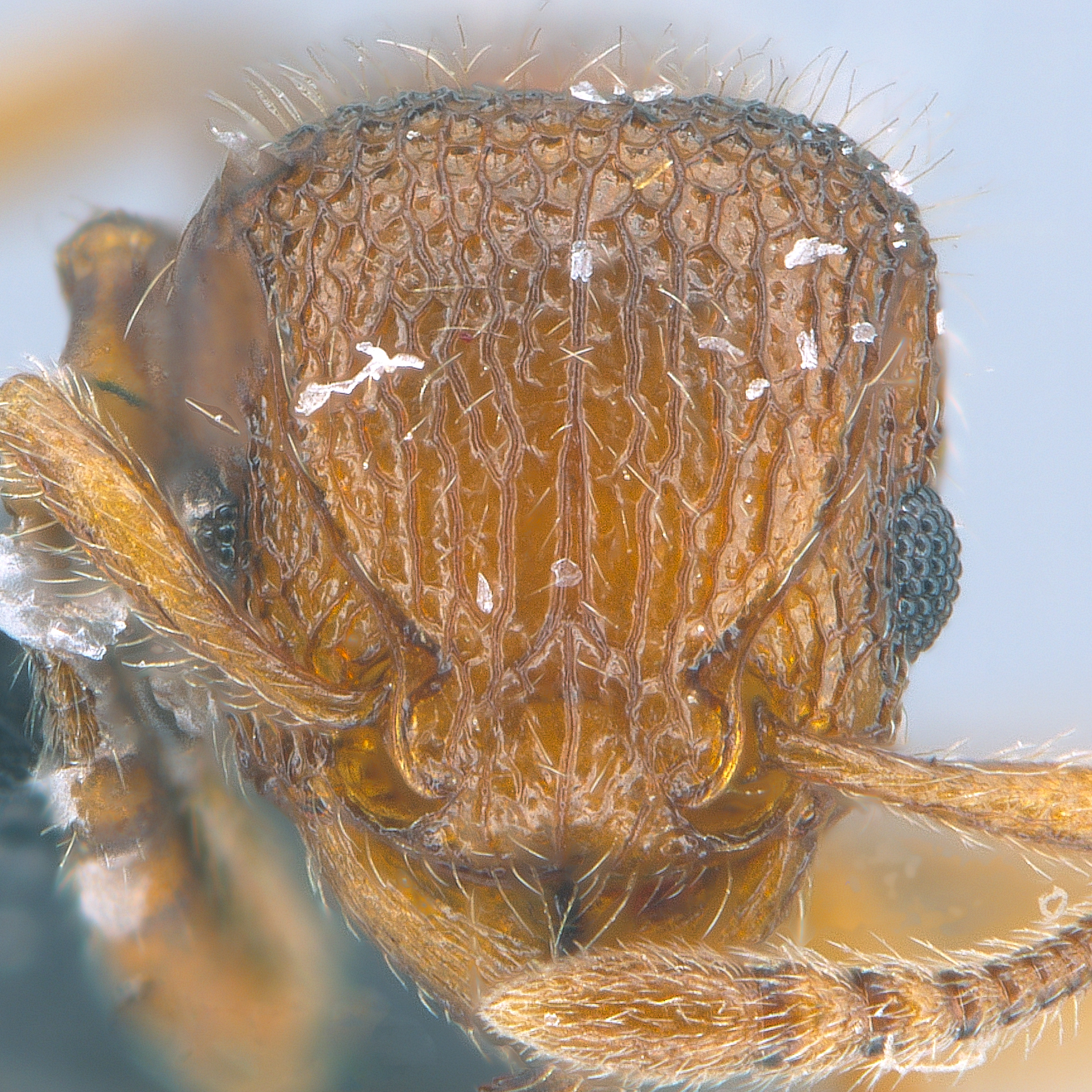 Full-face view 33 Tetramorium lanuginosum