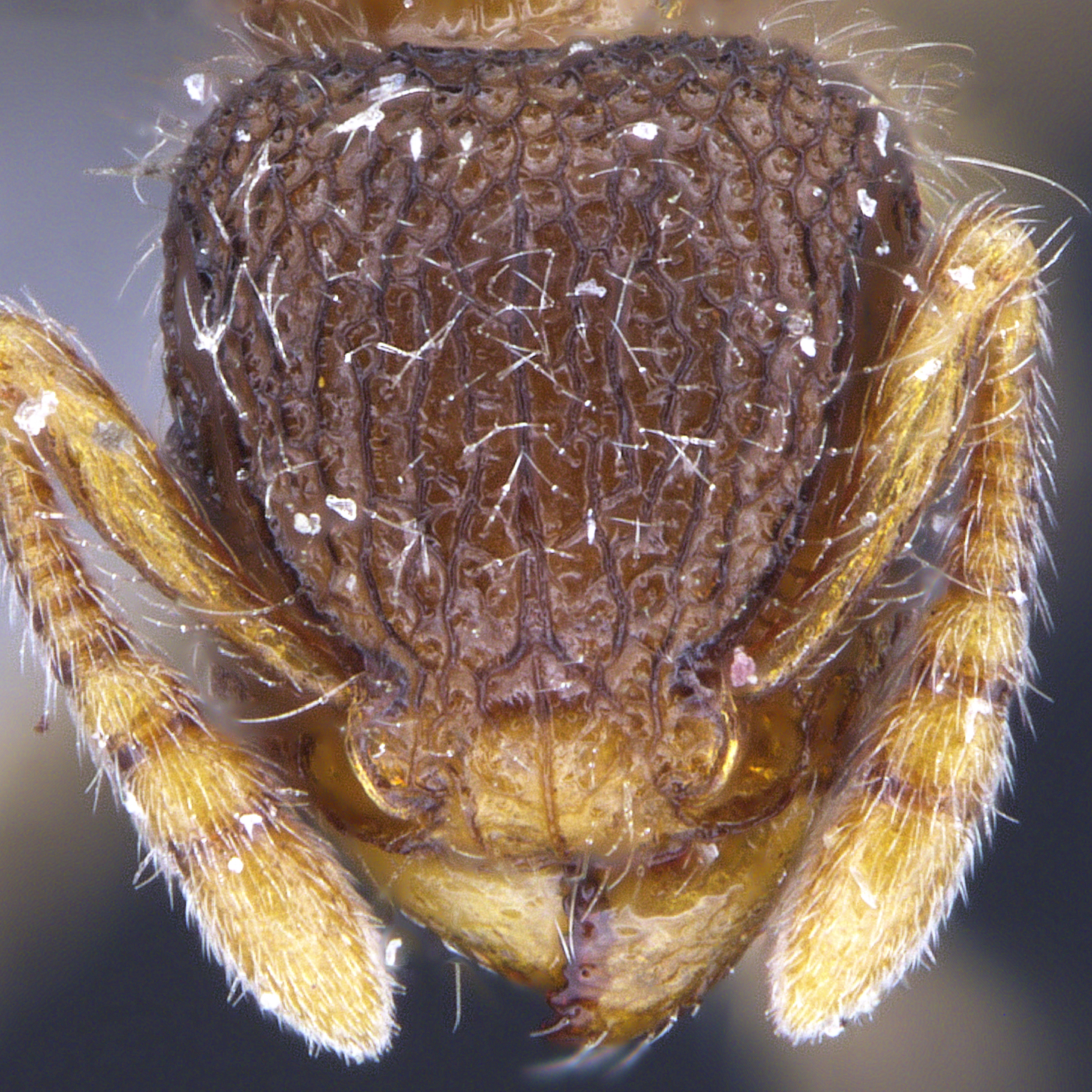 Full-face view 35 Tetramorium sp 1BG