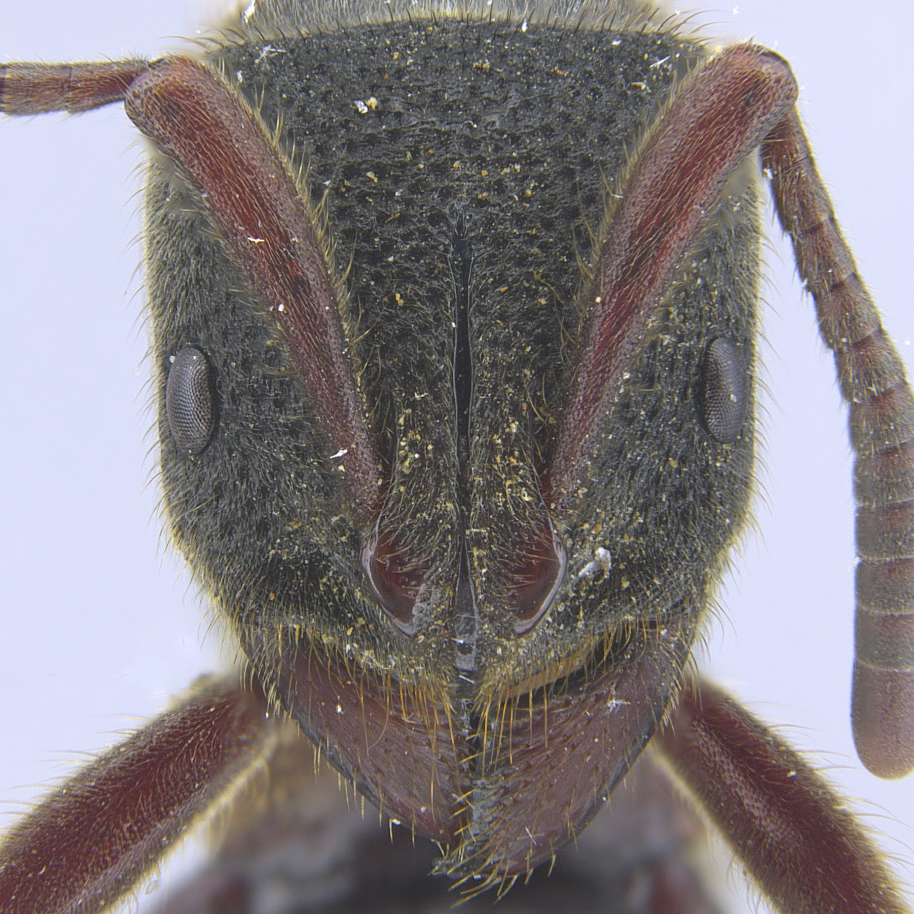 Full-face view 41 Pseudoneoponera rufipes
