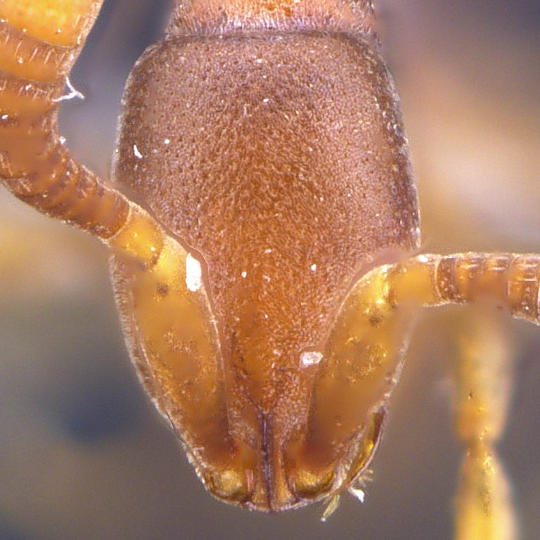 Probolomyrmex The Ants of Saiyuen