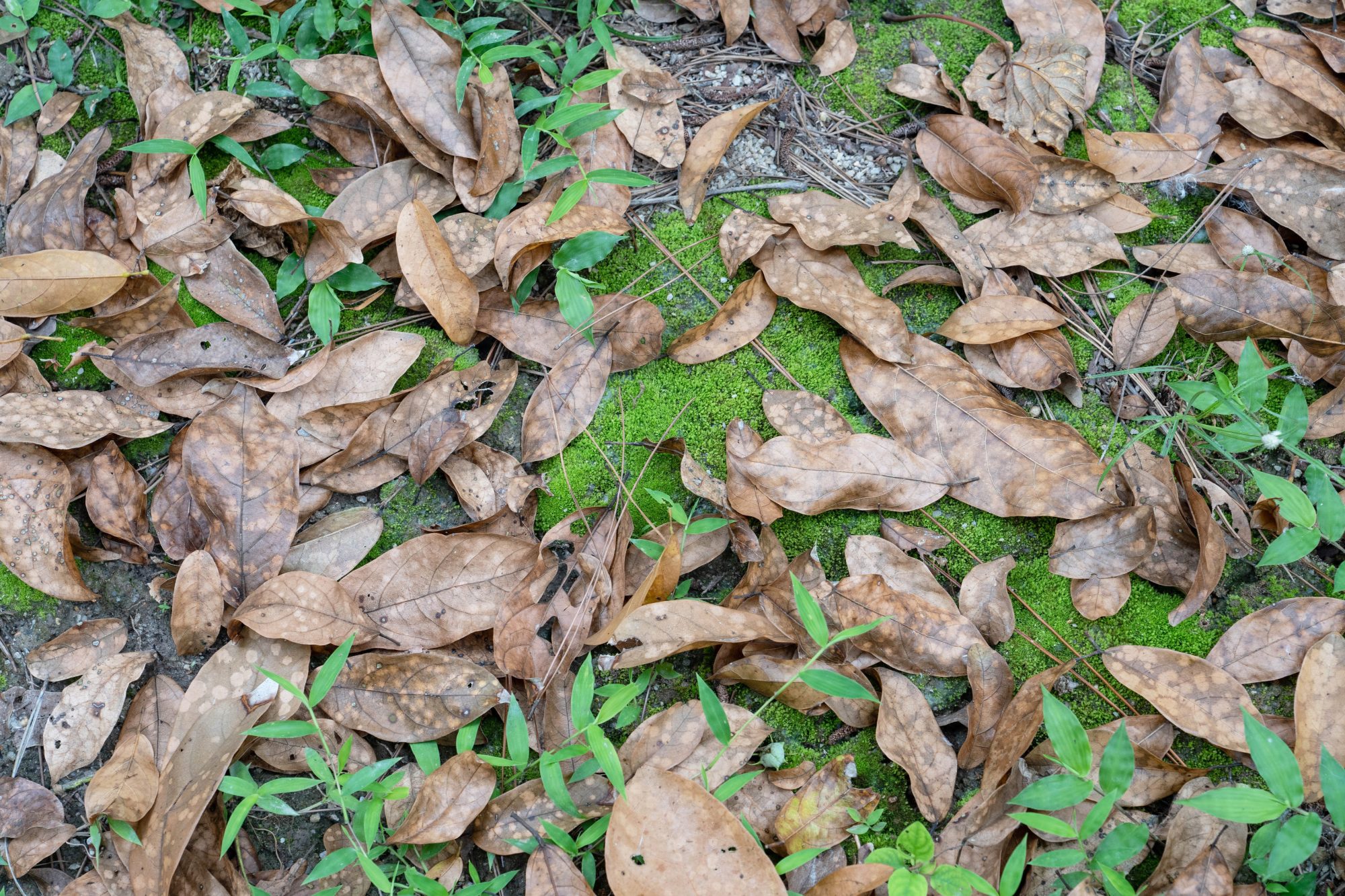Saiyuen photos 10 leaf litter closeup