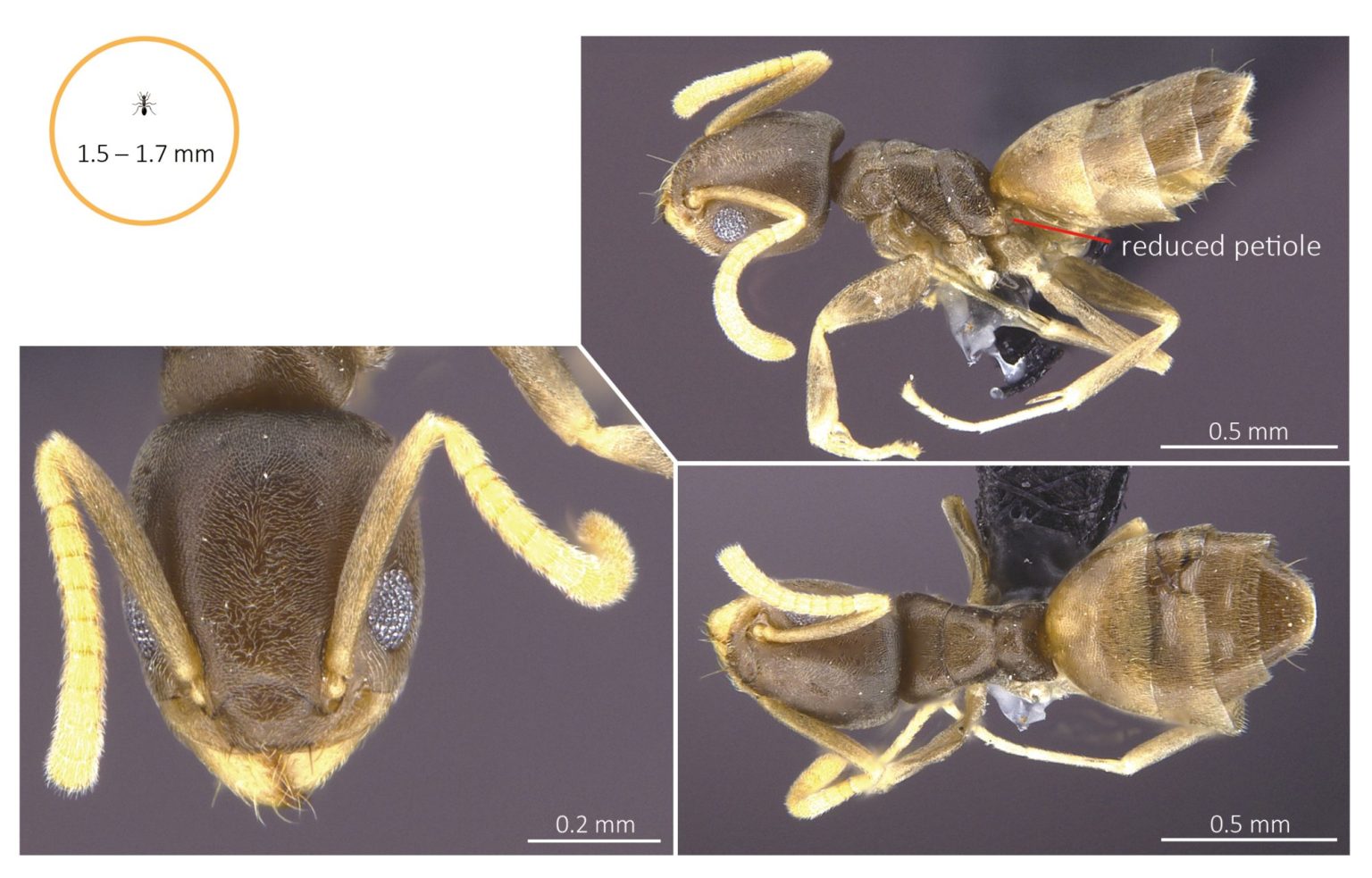 Tapinoma melanocephalum The Ants of Saiyuen